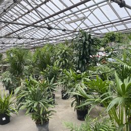 Houseplants Houseplants
