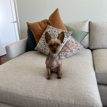 Groomit - Jasper lookin diaper after seeing Chris. - Pet Groomers Near Me Groomit - Jasper lookin diaper after seeing Chris. - Pet Groomers Near Me