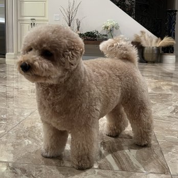 Fabiulous Grooming - Pet Groomers Near Me