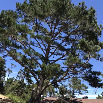 Quality and Low Cost Tree Service - Tree trimming at Monterey Ca. - Tree Services Near Me Quality and Low Cost Tree Service - Tree trimming at Monterey Ca. - Tree Services Near Me