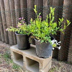Kniffing's Discount Nursery - More low water high sun plants