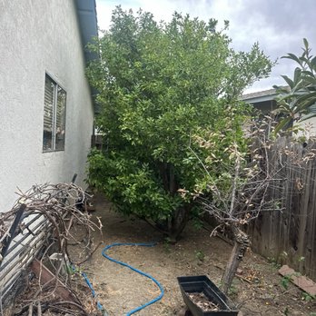 Califa Tree Care - After picture of side yard 2 - Tree Services Near Me