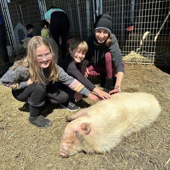 SoCalMiniPigs - The pigs love belly rubs!! - Pet Breeders Near Me - Valley Center, California SoCalMiniPigs - The pigs love belly rubs!! - Pet Breeders Near Me - Valley Center, California