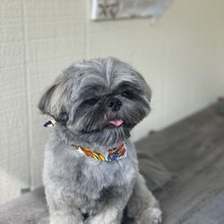 Delicata Dog Grooming - Prince of Cuteness