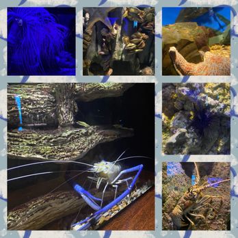 Oklahoma Aquarium - Aquariums Near Me - Jenks, Oklahoma