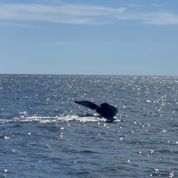 Cape Ann Whale Watch - Humpback whale - Boat Charters Near Me - Gloucester, Massachusetts