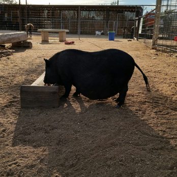 MacDonald's Ranch - Cute piggies - Horseback Riding Near Me - Scottsdale, Arizona