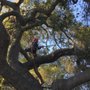 Photo of West Coast Tree Co.