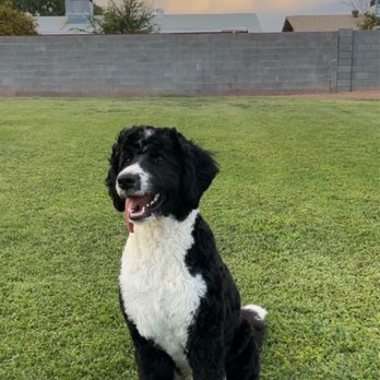 Silky Pet Spa - Pet Groomers Near Me - Scottsdale, Arizona Silky Pet Spa - Pet Groomers Near Me - Scottsdale, Arizona