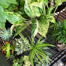 Strader’s Garden Centers