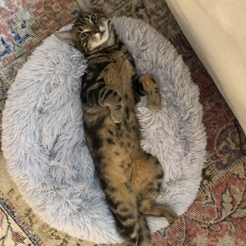 Next Chance Rescue - Pet Adoption Near Me Next Chance Rescue - Pet Adoption Near Me