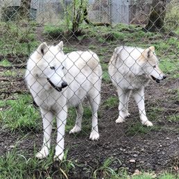 "London & Lexi" wolf pair "London & Lexi" wolf pair