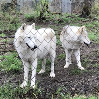 Wolf Haven International - "London & Lexi" wolf pair - Educational Services Near Me - Tenino, Washington Wolf Haven International - "London & Lexi" wolf pair - Educational Services Near Me - Tenino, Washington