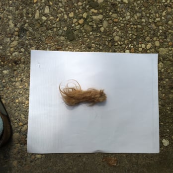 Debbie's Mobile Dog Grooming - The matted fur from Pelo's tail - Pet Groomers Near Me - Bethesda, Maryland Debbie's Mobile Dog Grooming - The matted fur from Pelo's tail - Pet Groomers Near Me - Bethesda, Maryland