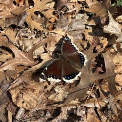 Alonzo F Bonsal Wildlife Preserve - Mourning cloak butterfly
