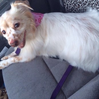 bonnie's pampered pets