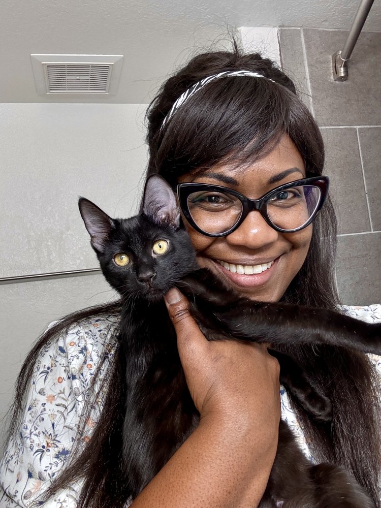 The Comforted Kitty - pet boarding facility in Atlanta, GA