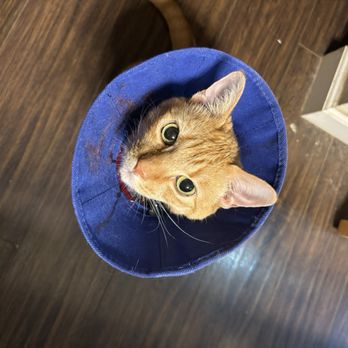 VEG ER for Pets - All better - Emergency Pet Hospital Near Me - Elk Grove, California VEG ER for Pets - All better - Emergency Pet Hospital Near Me - Elk Grove, California