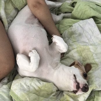 Never Alone Pets - Pet Sitting Near Me Never Alone Pets - Pet Sitting Near Me