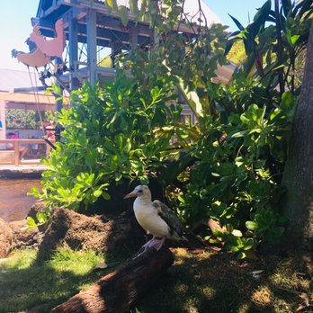 Honolulu Zoo - Neat bird? He wanted his photo taken. - Zoos Near Me - Honolulu, Hawaii