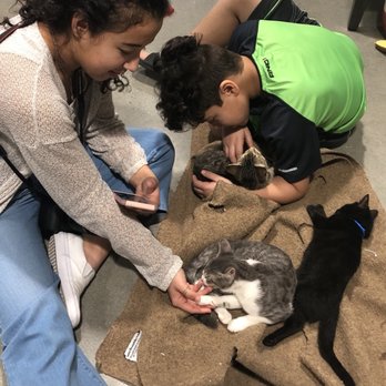 Orlando Cat Cafe - Animal Shelters Near Me - Clermont, Florida Orlando Cat Cafe - Animal Shelters Near Me - Clermont, Florida