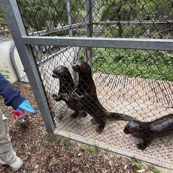 Philadelphia Zoo - Giant Sea Otter Behind the Scenes - Zoos Near Me - Philadelphia, Pennsylvania