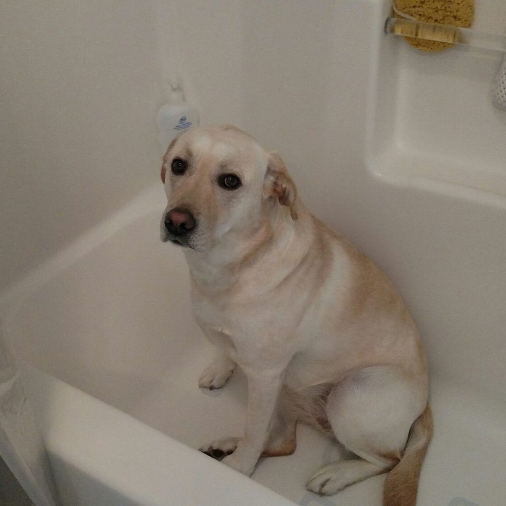 Dunrovin Farm, LLC - Getting ready for my bath.... Which I love ! - Pet Stores Near Me - Halifax, Massachusetts