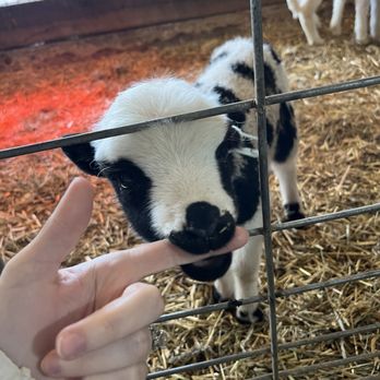 Old Windmill Farm - Cute baby goat, his biting doesn't hurt!! - Attraction Farms Near Me - Ronks, Pennsylvania