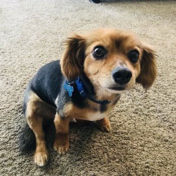 Dog Gone Crazy - Pet Groomers Near Me - Bakersfield, California