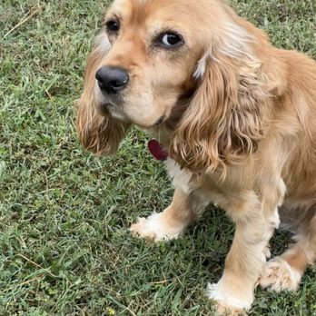 Petco - He lost 9 pounds in a month. Petco ceo will not call me back Annie said she would give me a tracking # I m still waiting... - Pet Stores Near Me - Virginia Beach, Virginia