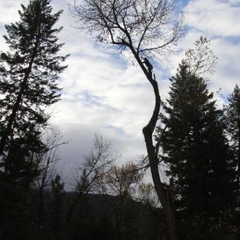 Able Tree Service Tree Services 300 S Garfield St Missoula Mt Phone Number