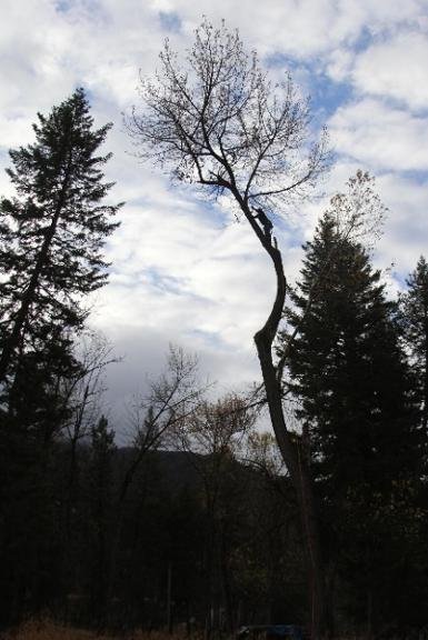 Able Tree Service - tree service in Missoula, MT