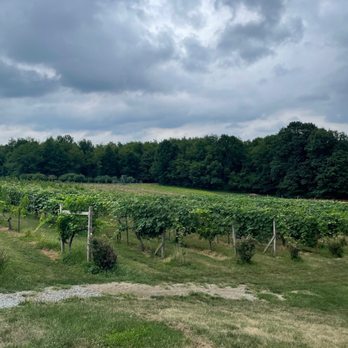 Ripepi Winery & Vineyard - vineyard - Wineries Near Me - Monongahela, Pennsylvania Ripepi Winery & Vineyard - vineyard - Wineries Near Me - Monongahela, Pennsylvania