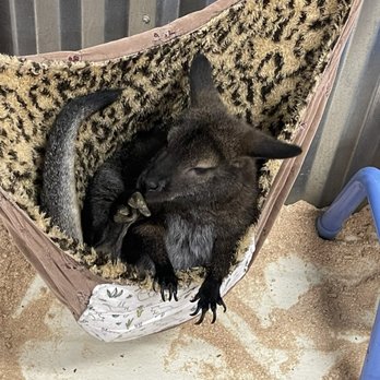 Big Red’s Barn - Wallaby - Petting Zoos Near Me - Coeur d'Alene, Idaho