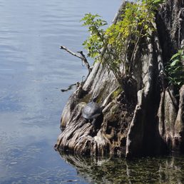 Turtle on a tree stump. Turtle on a tree stump.