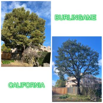 The Dog Professional Tree Service - Before and after - Tree Services Near Me The Dog Professional Tree Service - Before and after - Tree Services Near Me