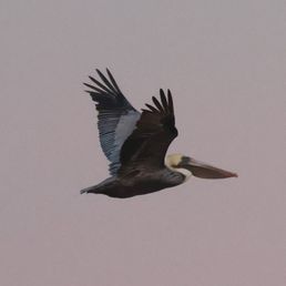 Brown Pelican Brown Pelican