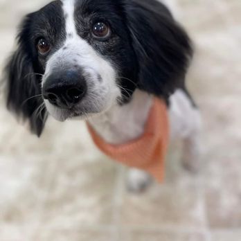 Pretty Paws Grooming - Pet Groomers Near Me - Little Rock, Arkansas Pretty Paws Grooming - Pet Groomers Near Me - Little Rock, Arkansas