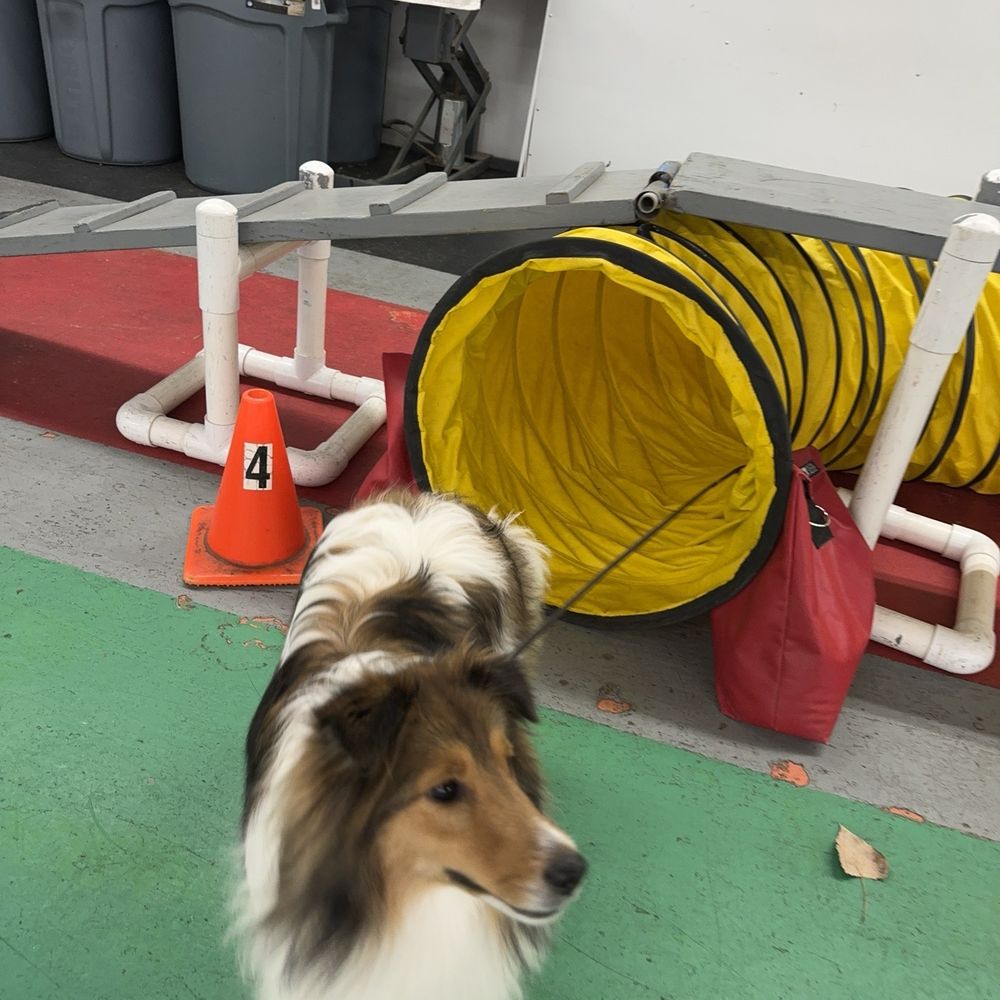 First Friends K-9 - Agility - Pet Services Near Me - Fishers, Indiana First Friends K-9 - Agility - Pet Services Near Me - Fishers, Indiana