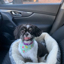 My shihtzu after her groomer My shihtzu after her groomer