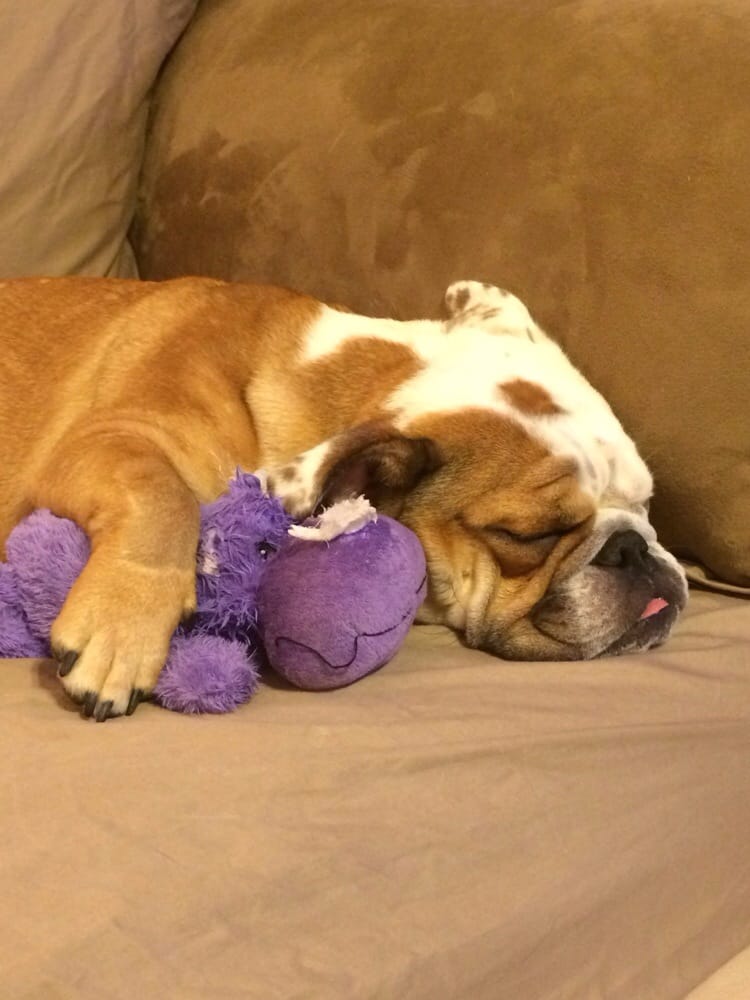 PET EMPORIUM GROOMING Updated September 2024 13 Reviews 2315