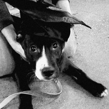 PetSmart - Happy Graduation Banjo....he loves his hat, can't you tell? - Pet Stores Near Me - Nashville, Tennessee PetSmart - Happy Graduation Banjo....he loves his hat, can't you tell? - Pet Stores Near Me - Nashville, Tennessee