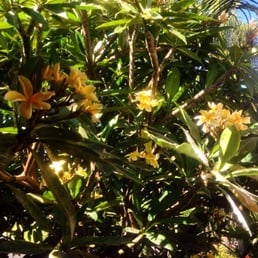Plumeria landscaping Plumeria landscaping