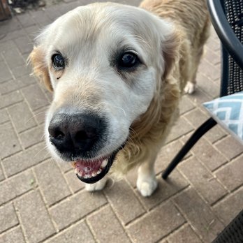 Narrow Neck Beach Cafe - Theo, the ambassador of the cafe - Cafes Near Me - Auckland, AUK Narrow Neck Beach Cafe - Theo, the ambassador of the cafe - Cafes Near Me - Auckland, AUK