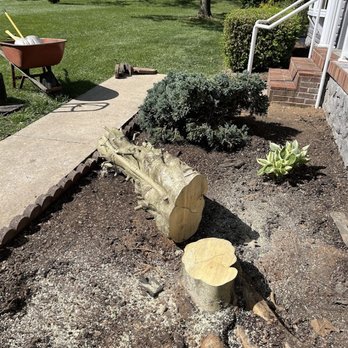 Lovins Stump Removal - Tree Services Near Me Lovins Stump Removal - Tree Services Near Me
