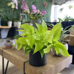 Adon Flora
