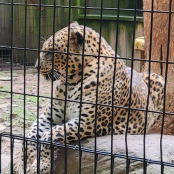 Claws 'N' Paws Animal Park - Zoos Near Me - Hamlin, Pennsylvania Claws 'N' Paws Animal Park - Zoos Near Me - Hamlin, Pennsylvania