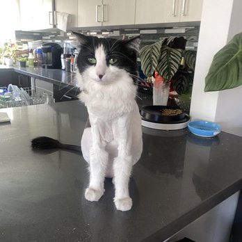 Cateau Marmont - Shaved cat with boots - Pet Sitting Near Me - Burbank, California Cateau Marmont - Shaved cat with boots - Pet Sitting Near Me - Burbank, California