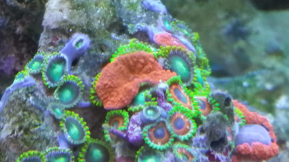 Humble Koi - koi in Mechanicsburg, PA