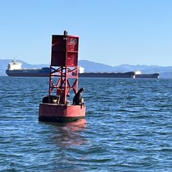 Arrow Tugboat & Tour - Happy, fat sea lions